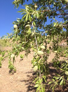 Almond Tree planted in a vineyard