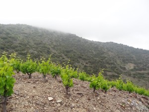 Cloud touching the Vall Llach Vineyard