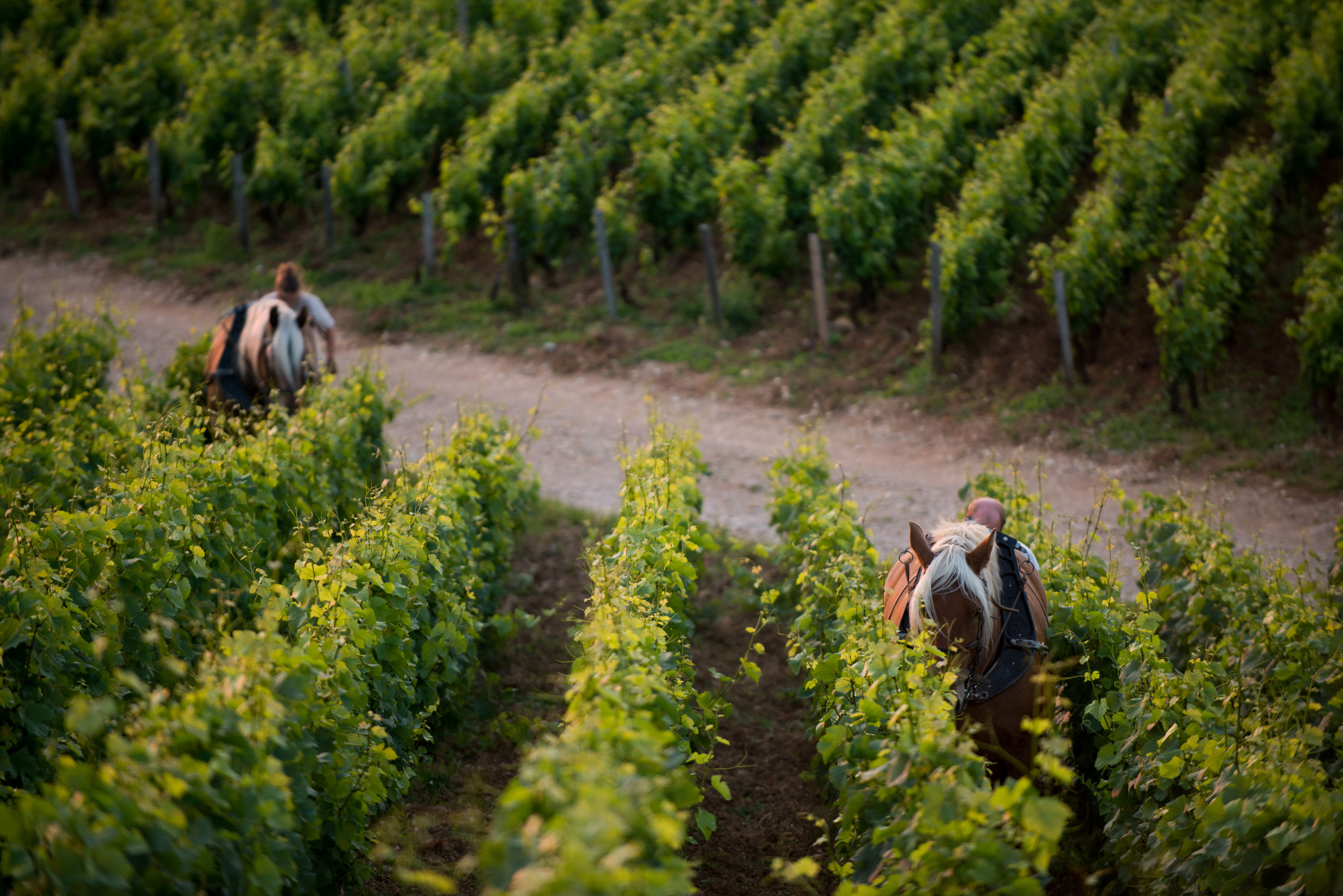 Copyright BIVB Michel Joly